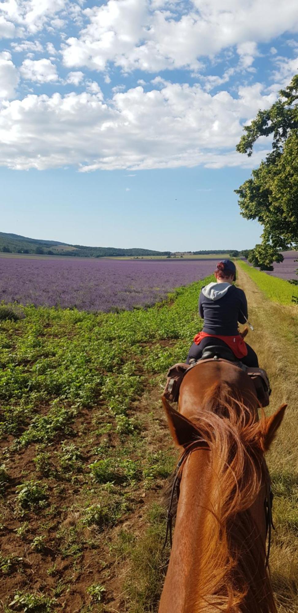 Entre Ventoux Et Luberon Chambre D'Hote Sault-de-Vaucluse Buitenkant foto